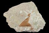 Otodus Shark Tooth Fossil in Rock - Eocene #135834-1